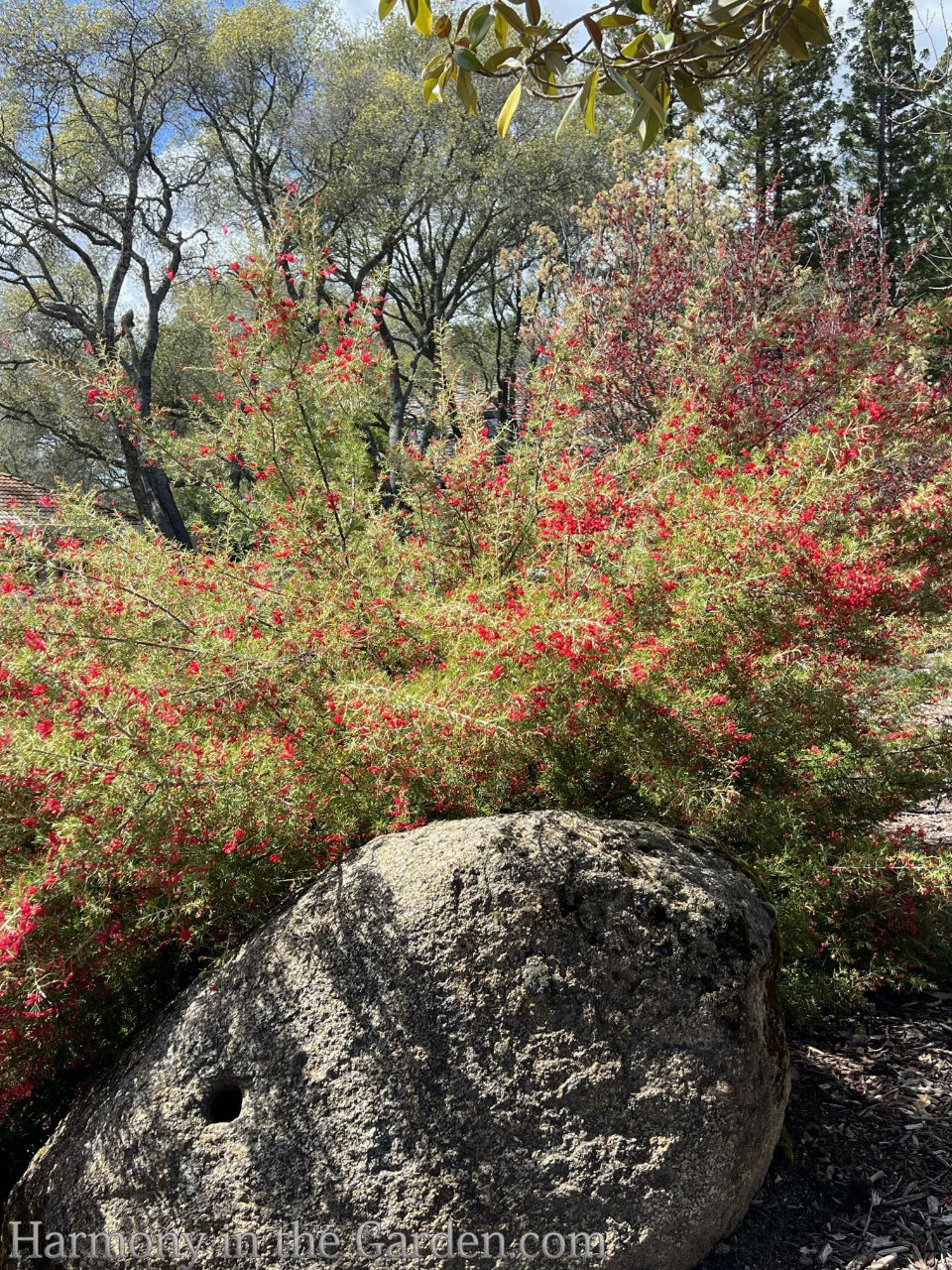 grevilleas deer-resistant