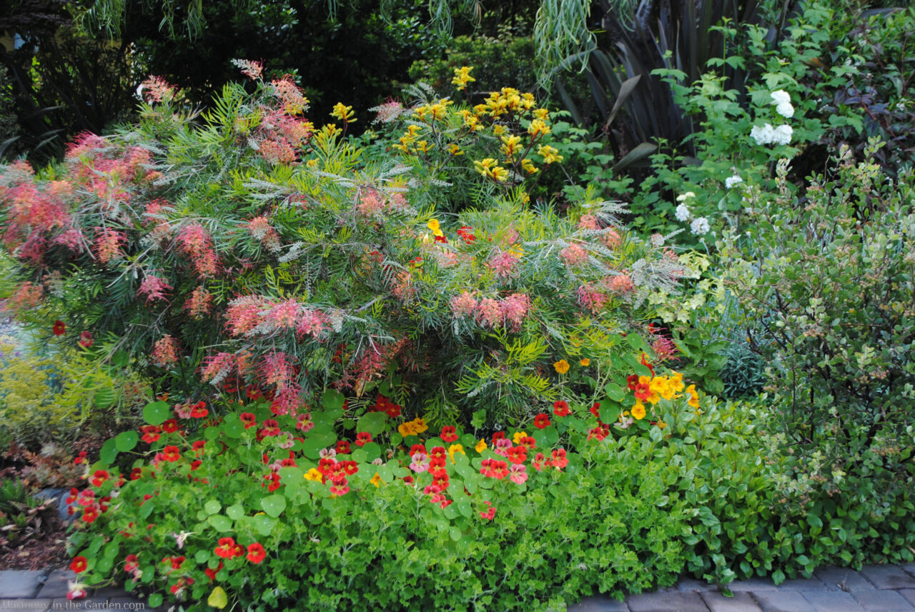 grevillea drought-tolerant, deer-resistant