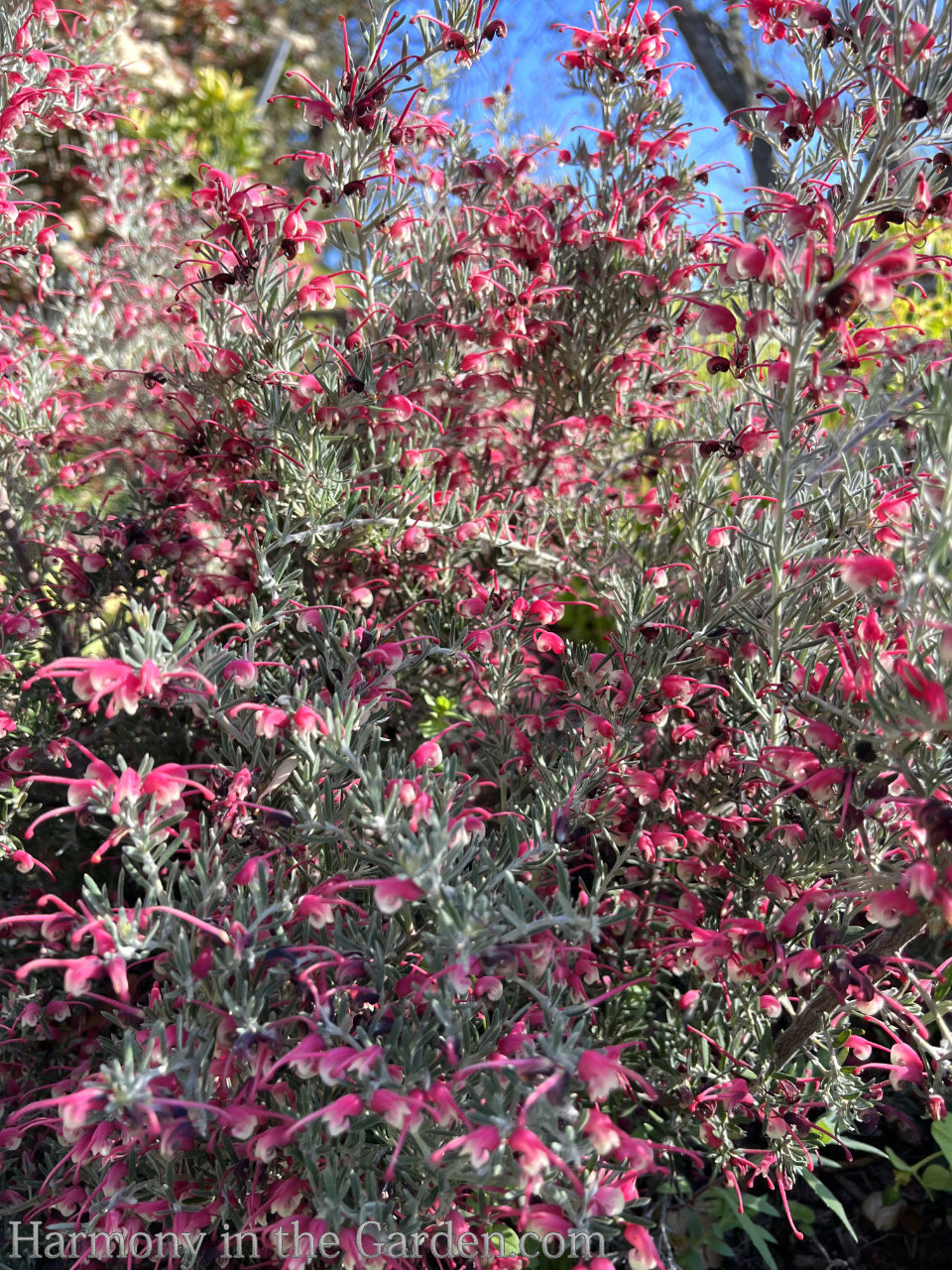 grevillea drought-tolerant deer-resistant