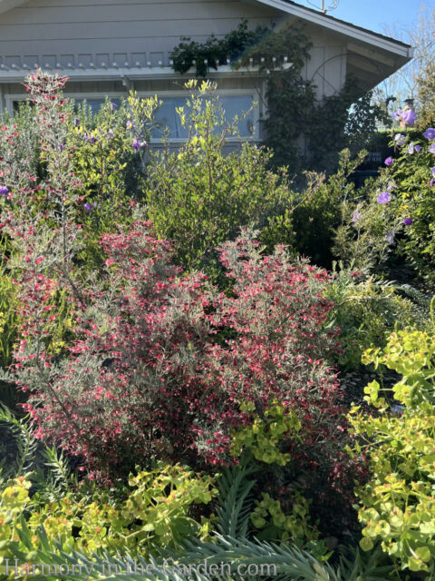 Grevilleas for a Drought-Tolerant, Deer-Resistant Garden - Harmony in ...