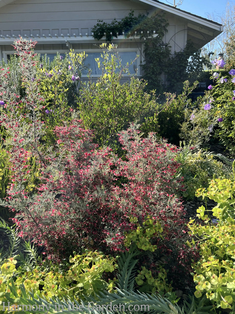 grevillea drought-tolerant deer-resistant