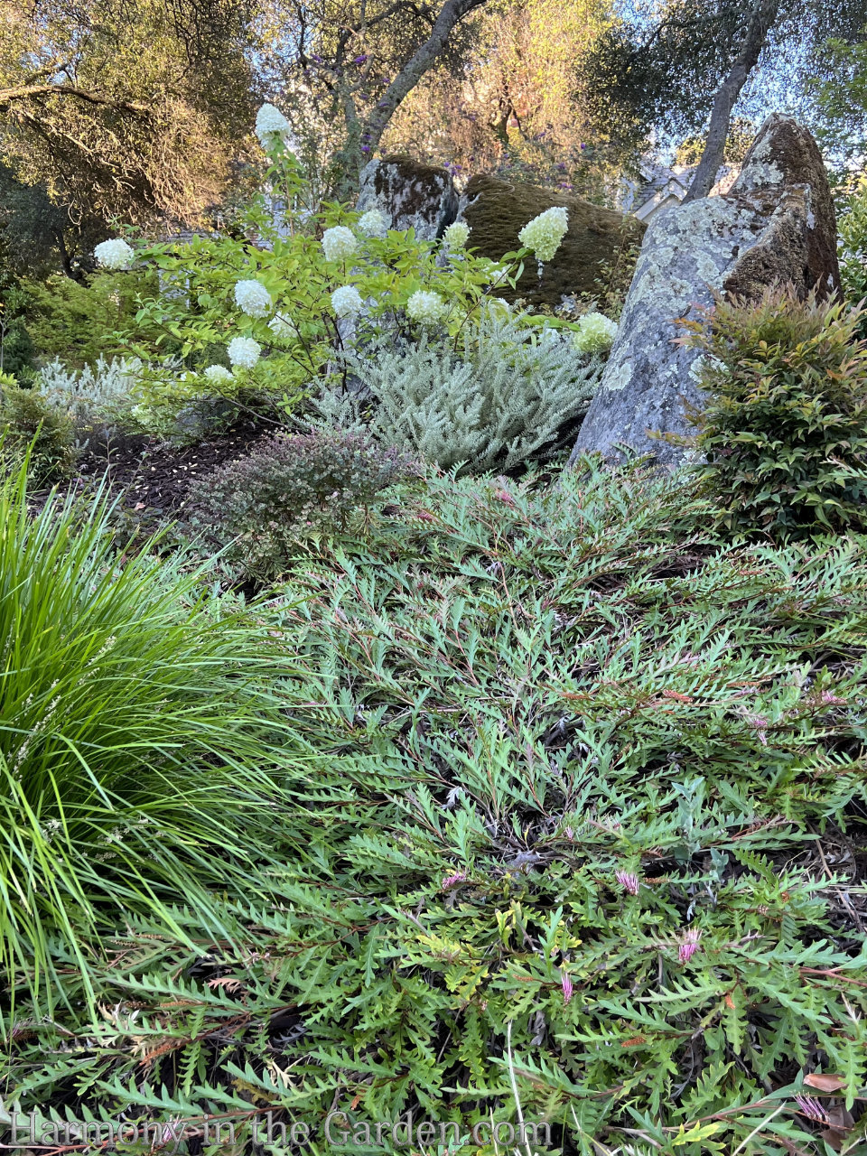 grevilleas drought-tolerant, deer-resistant