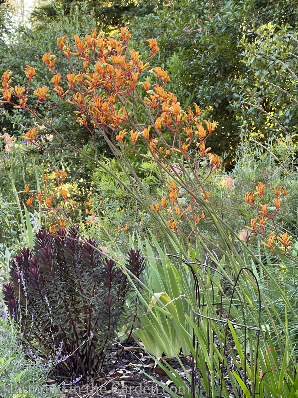 Designing a modified meadow garden