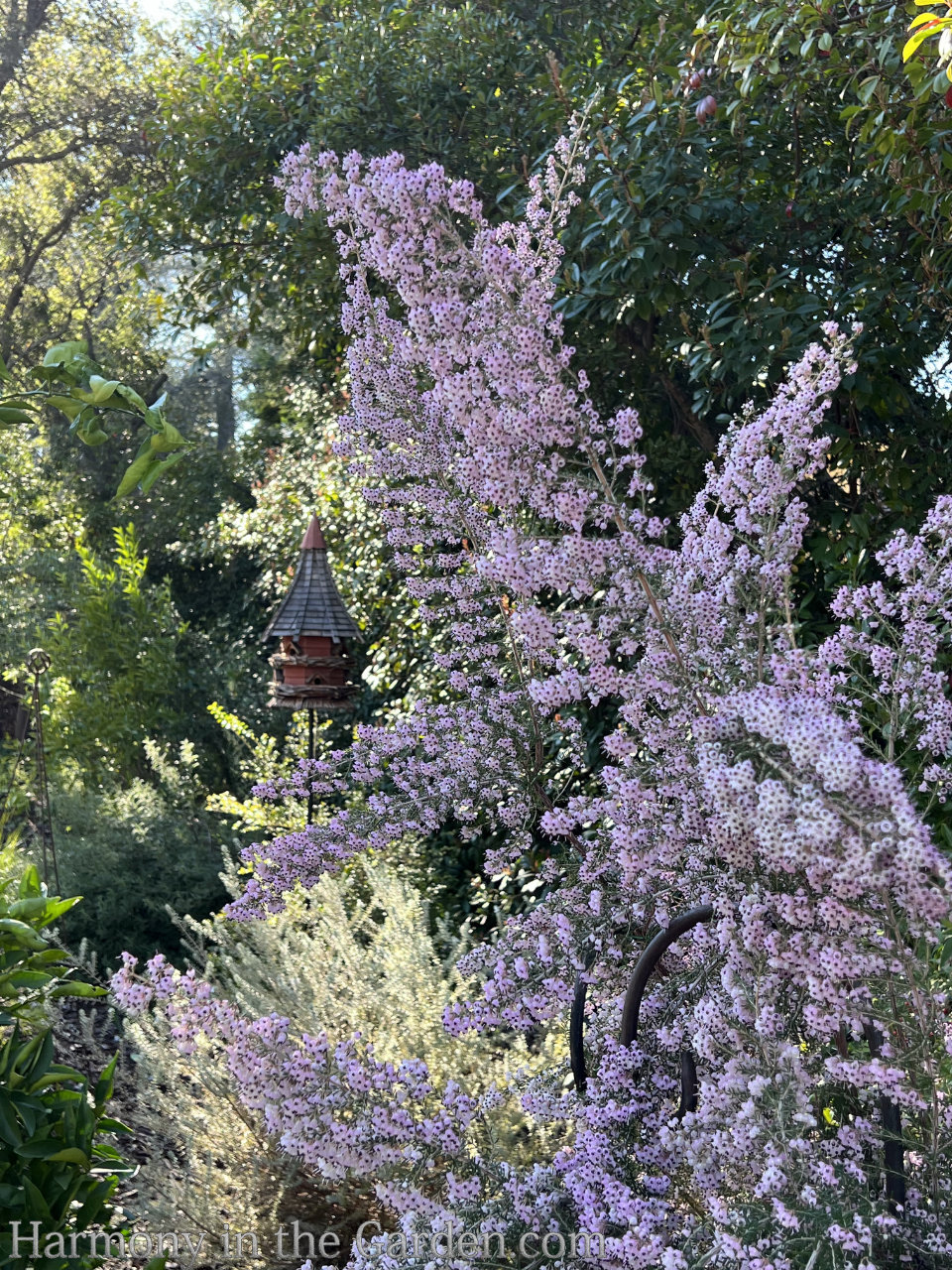 designing meadow garden