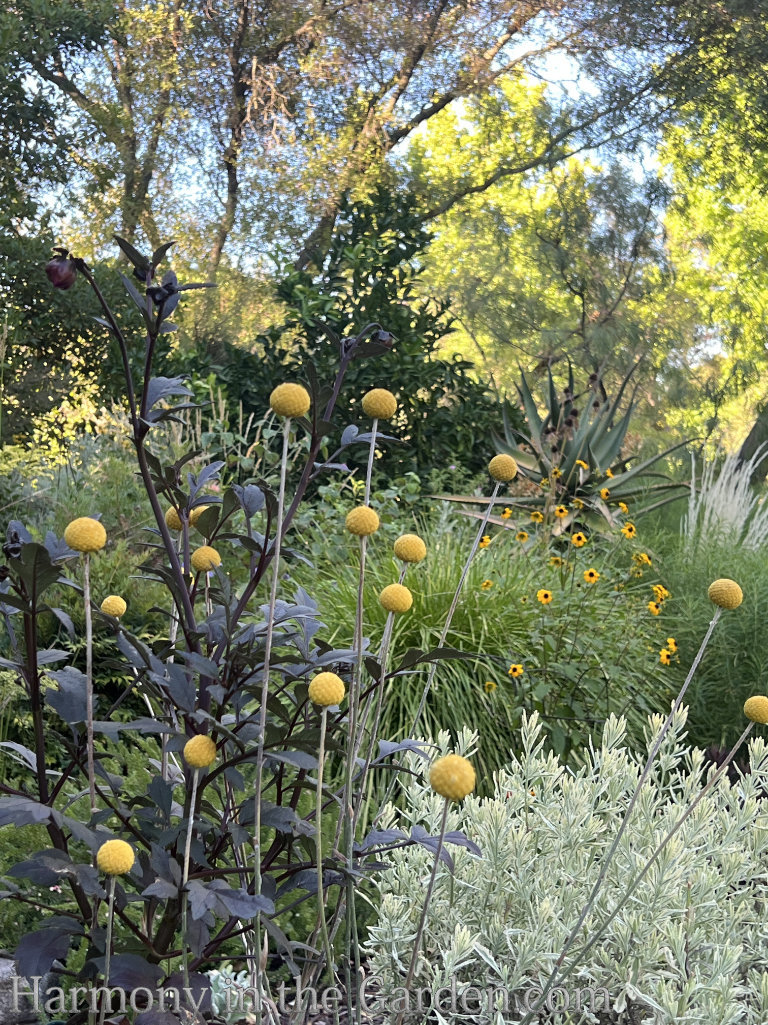 modified meadow
