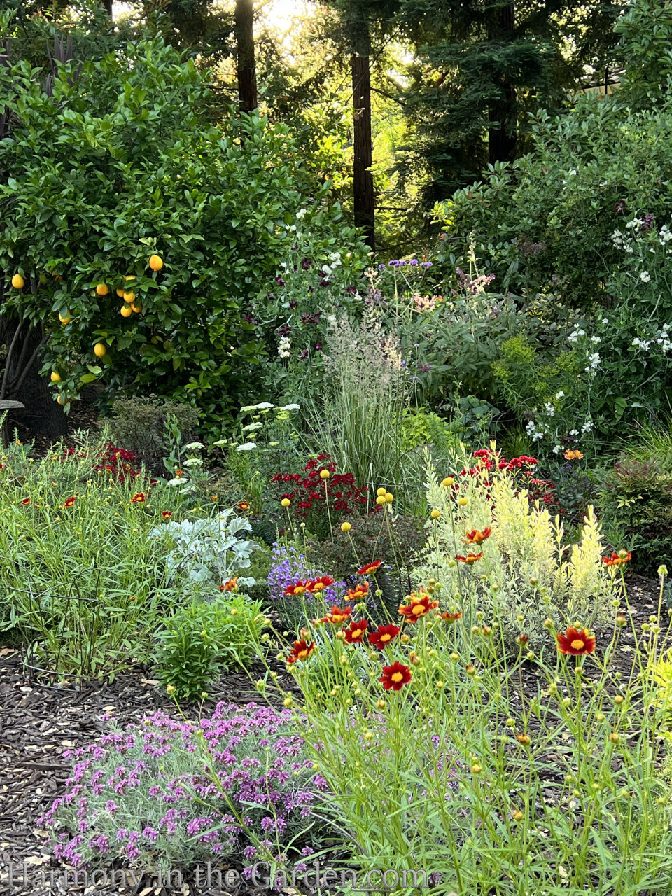 design a meadow garden