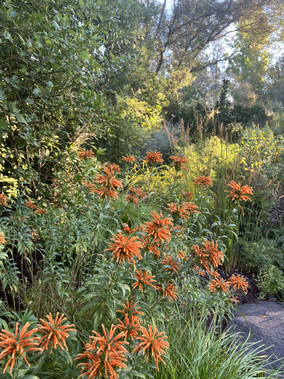 modified meadow