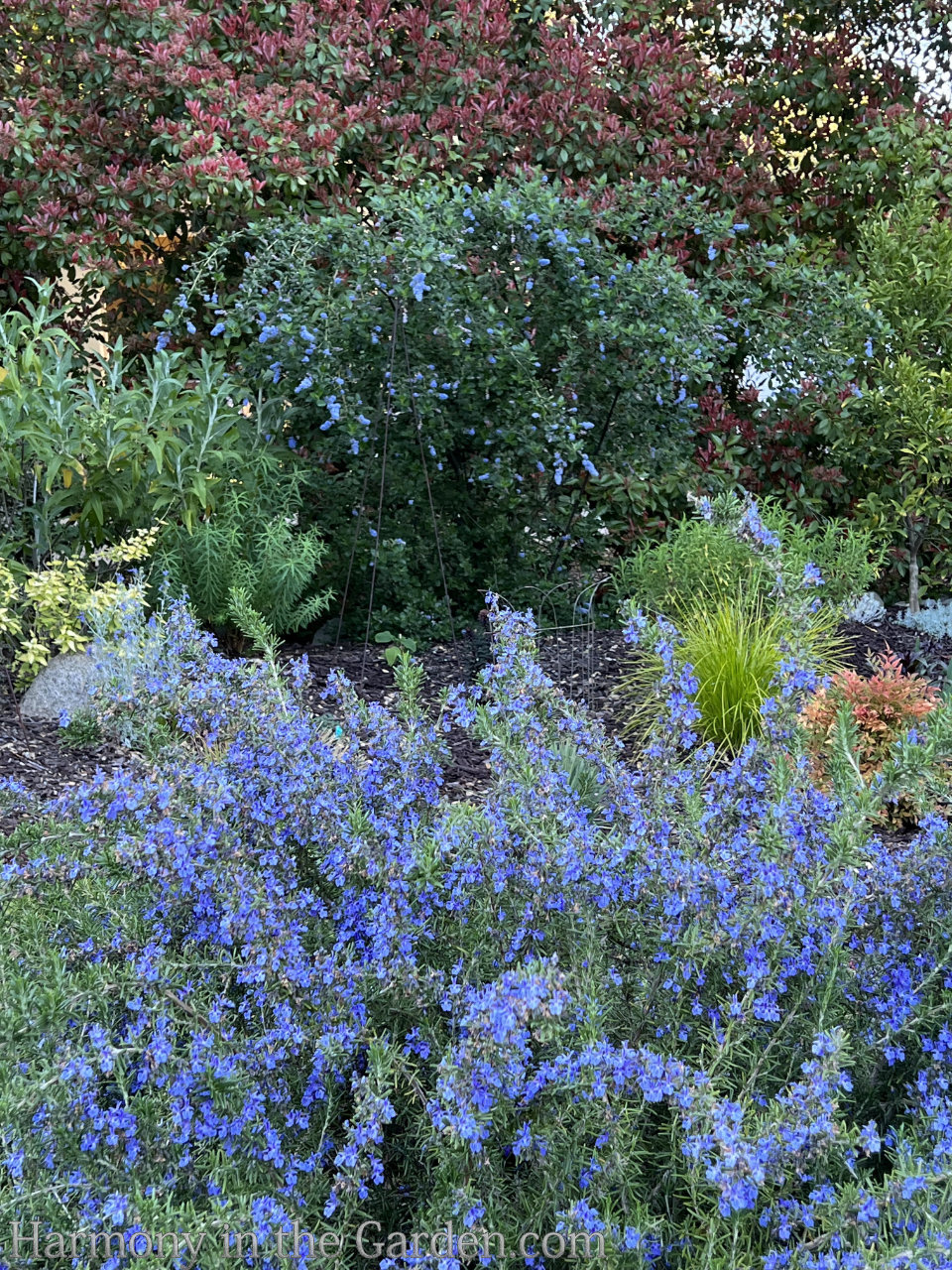 modified meadow garden