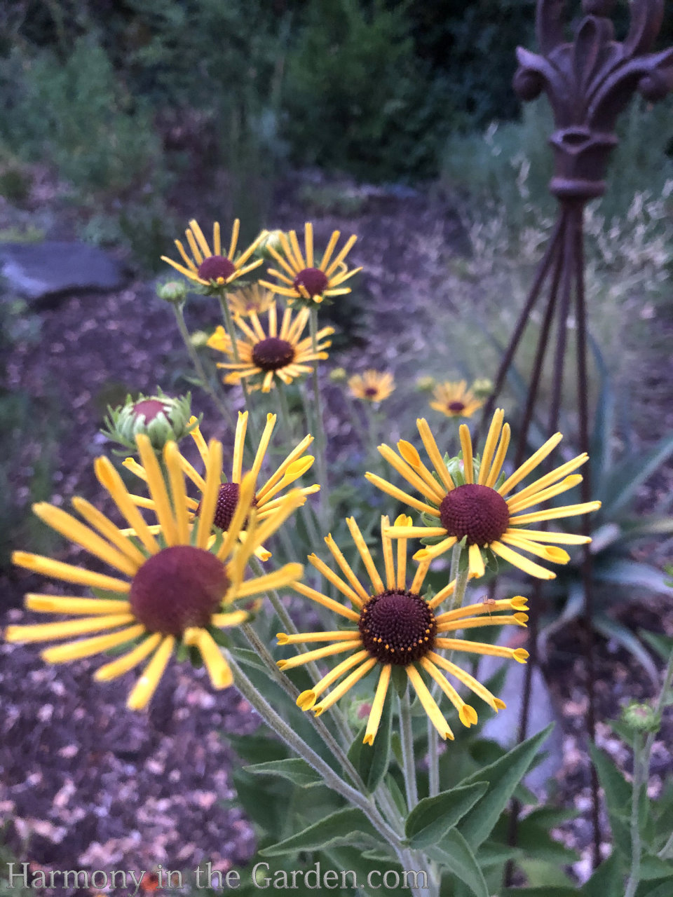 meadow garden