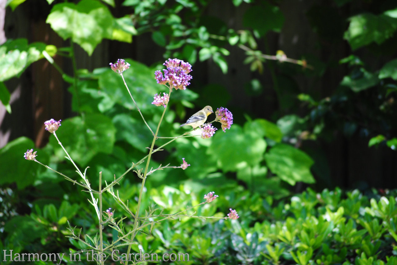 meadow garden