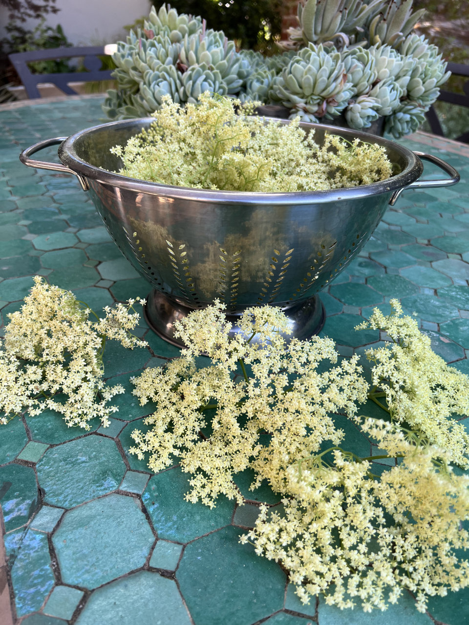 elderflower cordial elderberry tree