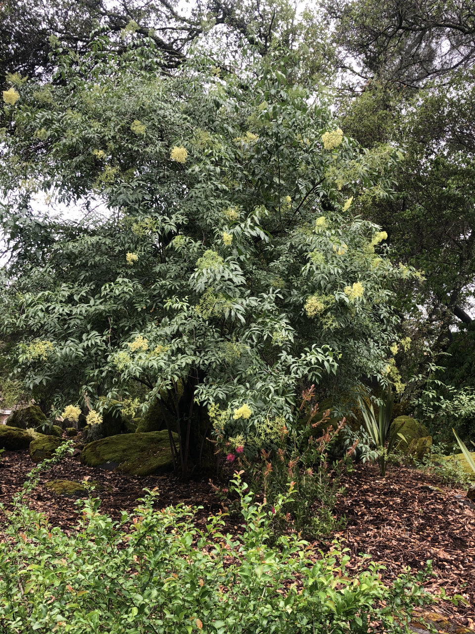 elderflower cordial elderberry tree