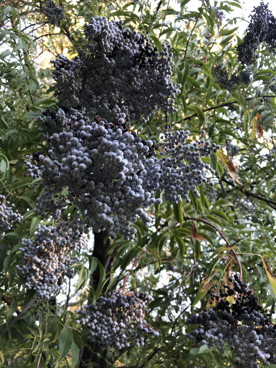 elderflower cordial elderberries