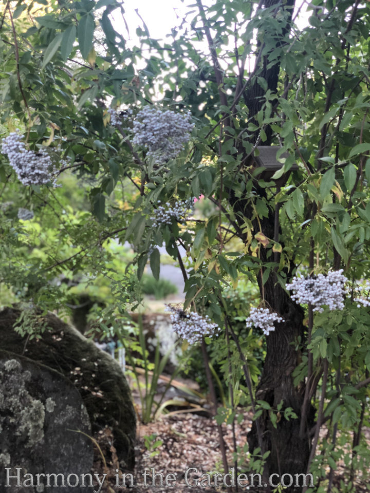 elderflower cordial elderberry tree