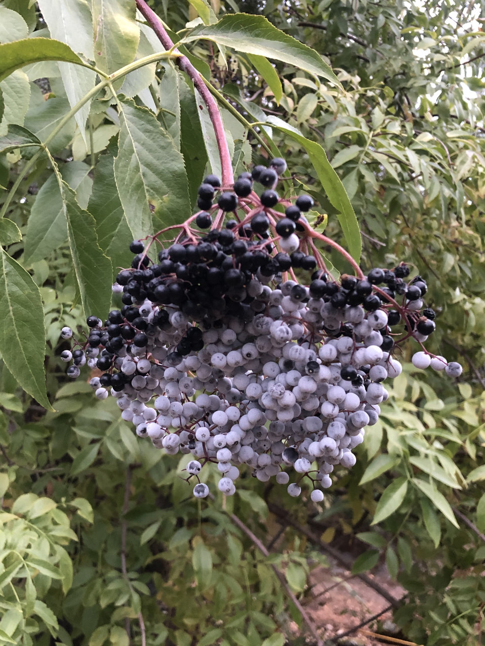 elderflower cordial and elderberries