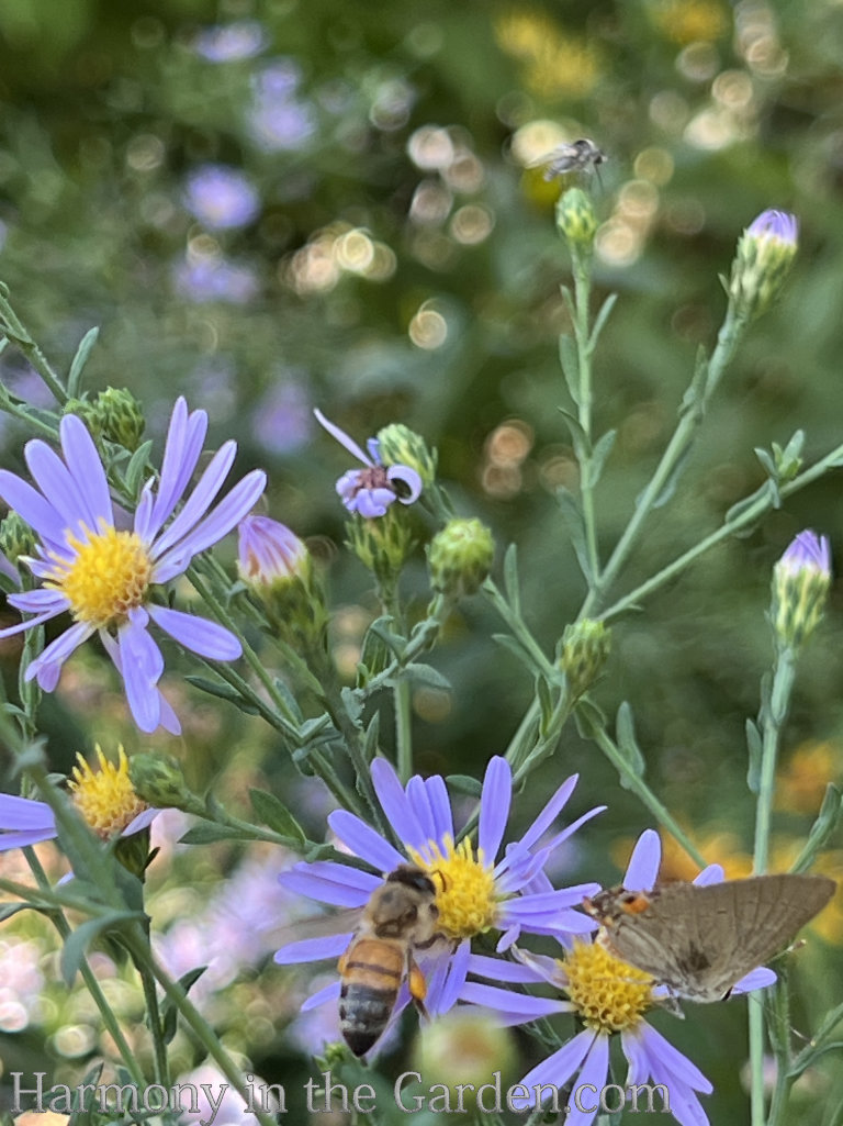 asters with pollinators