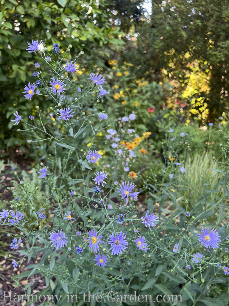 asters