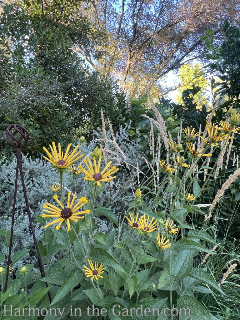 rudbeckia