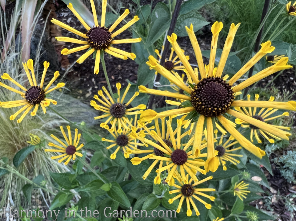 late summer blooms