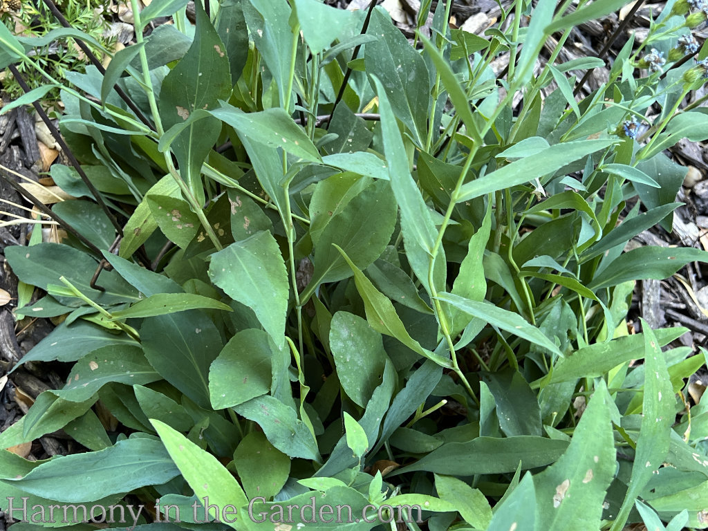 late summer perennial