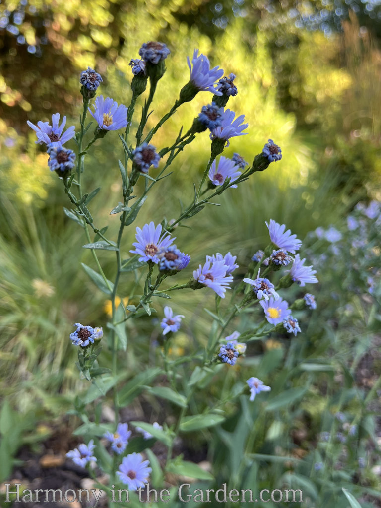 late summer perennials