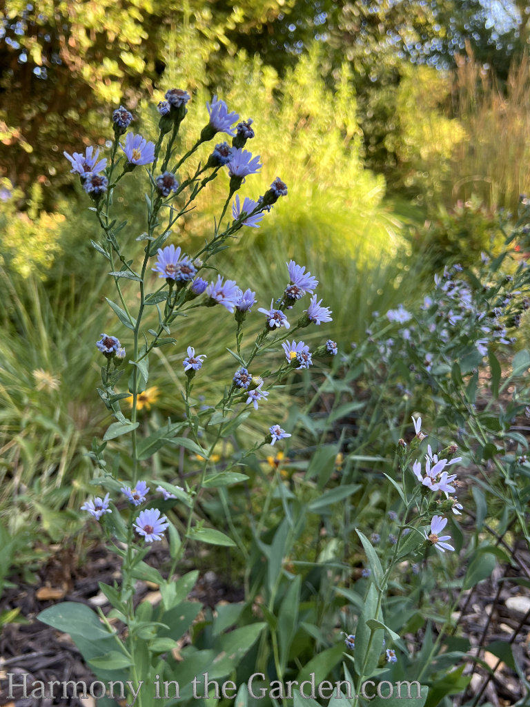 late summer aster