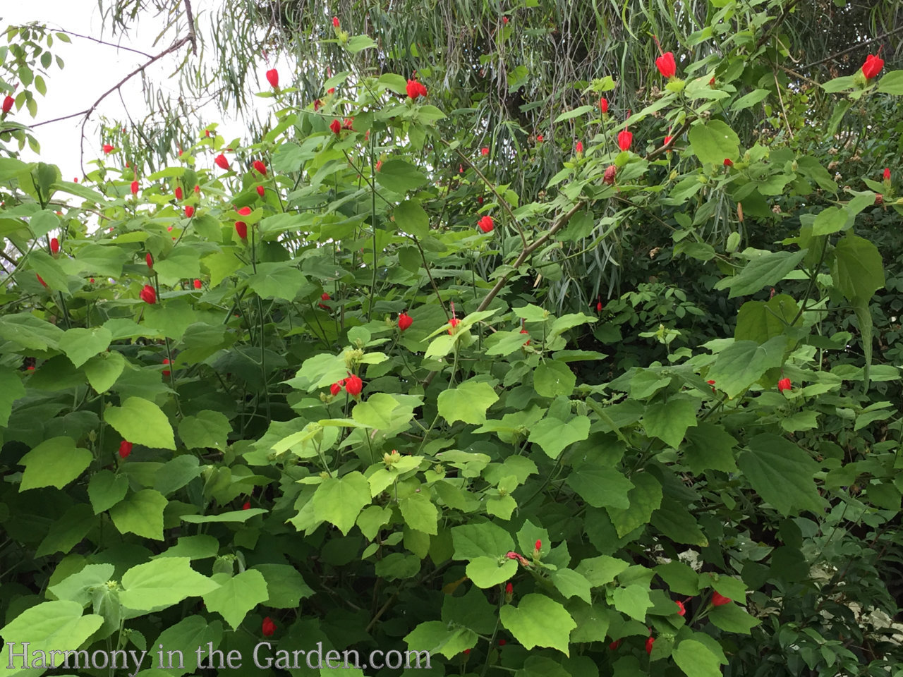 late summer in the garden