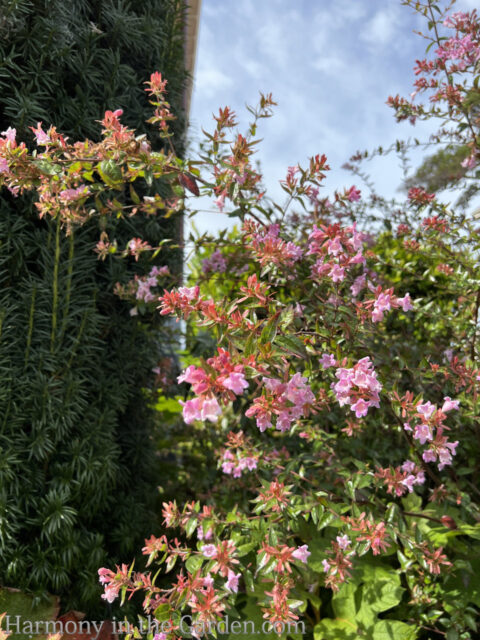 Pink Flowers for the Fall Garden - Harmony in the Garden