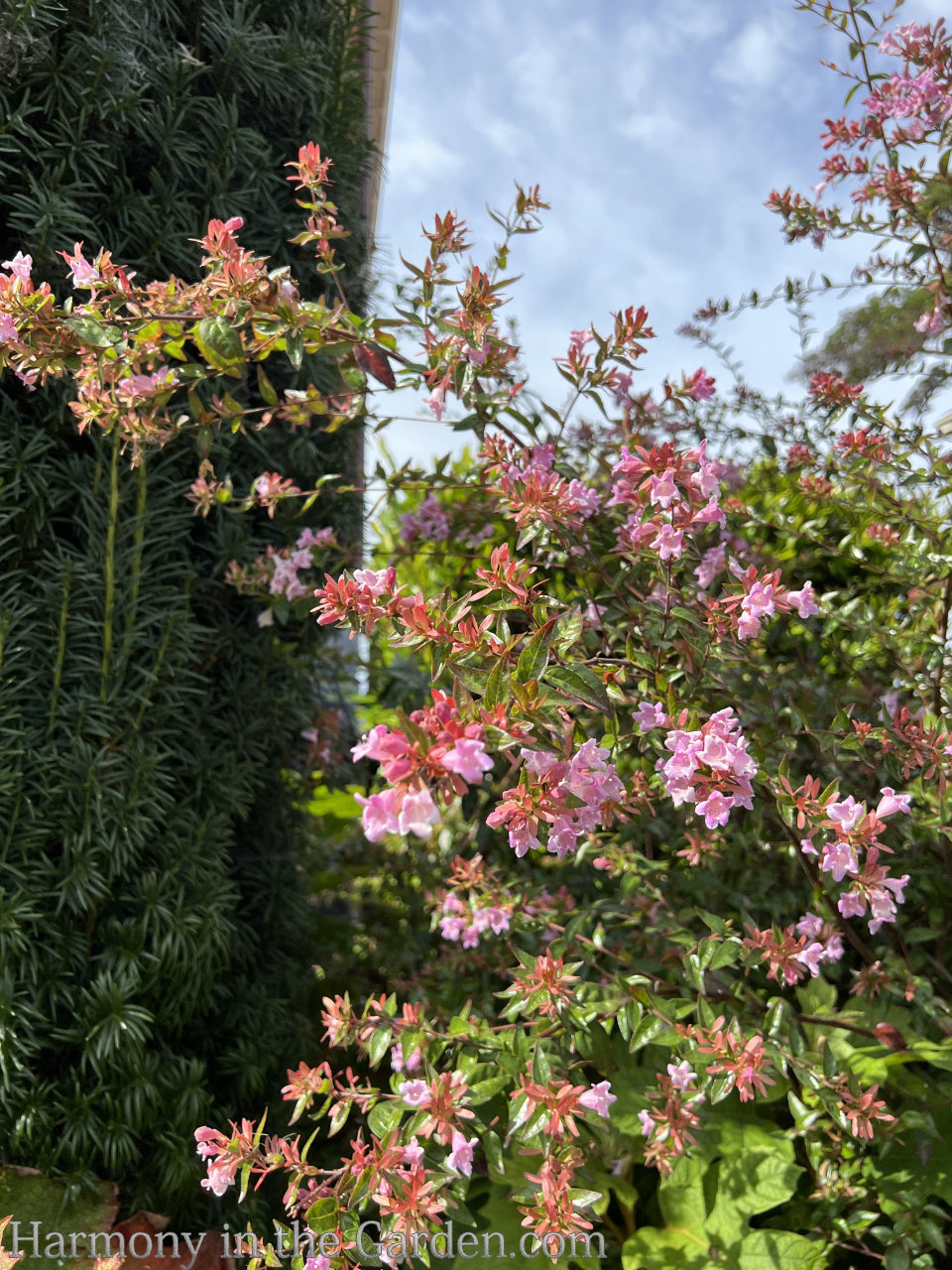 pink color fall garden