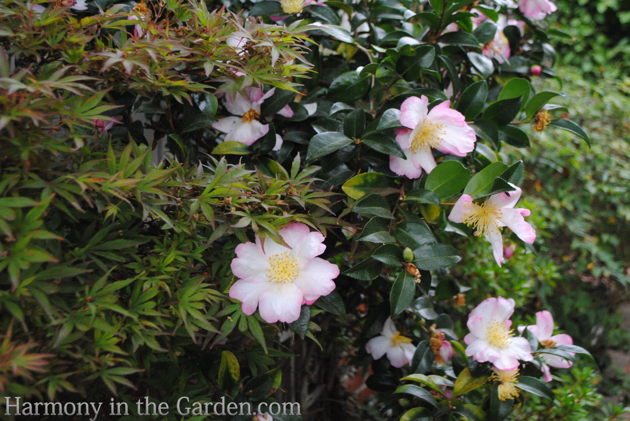 pink fall color garden