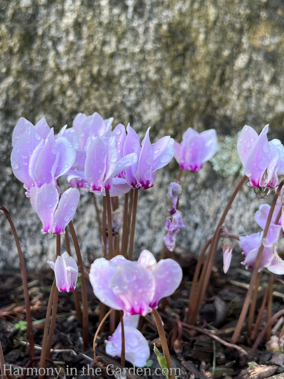 pink color in fall garden