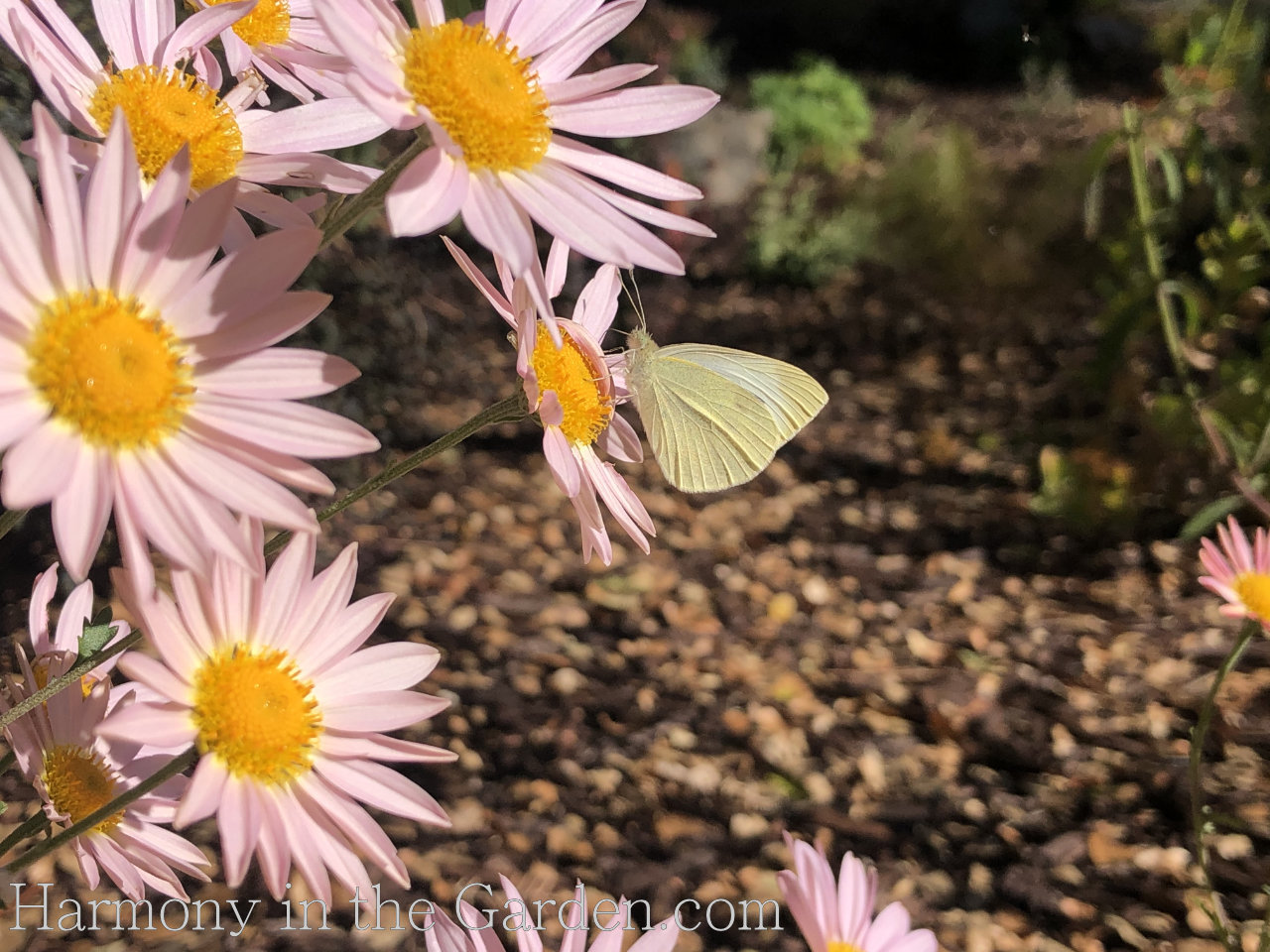 pink fall garden