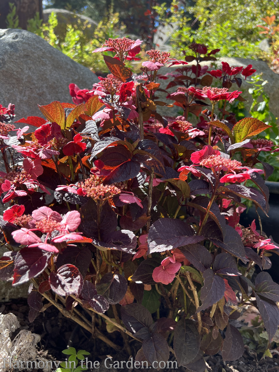 pink fall color