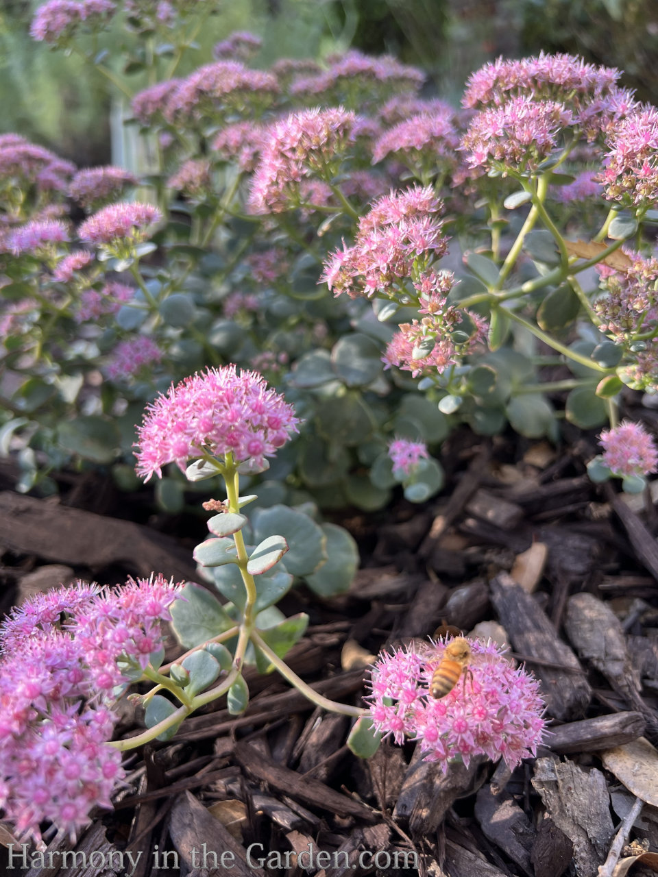 pink fall color