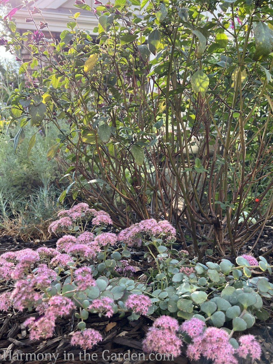 pink fall garden