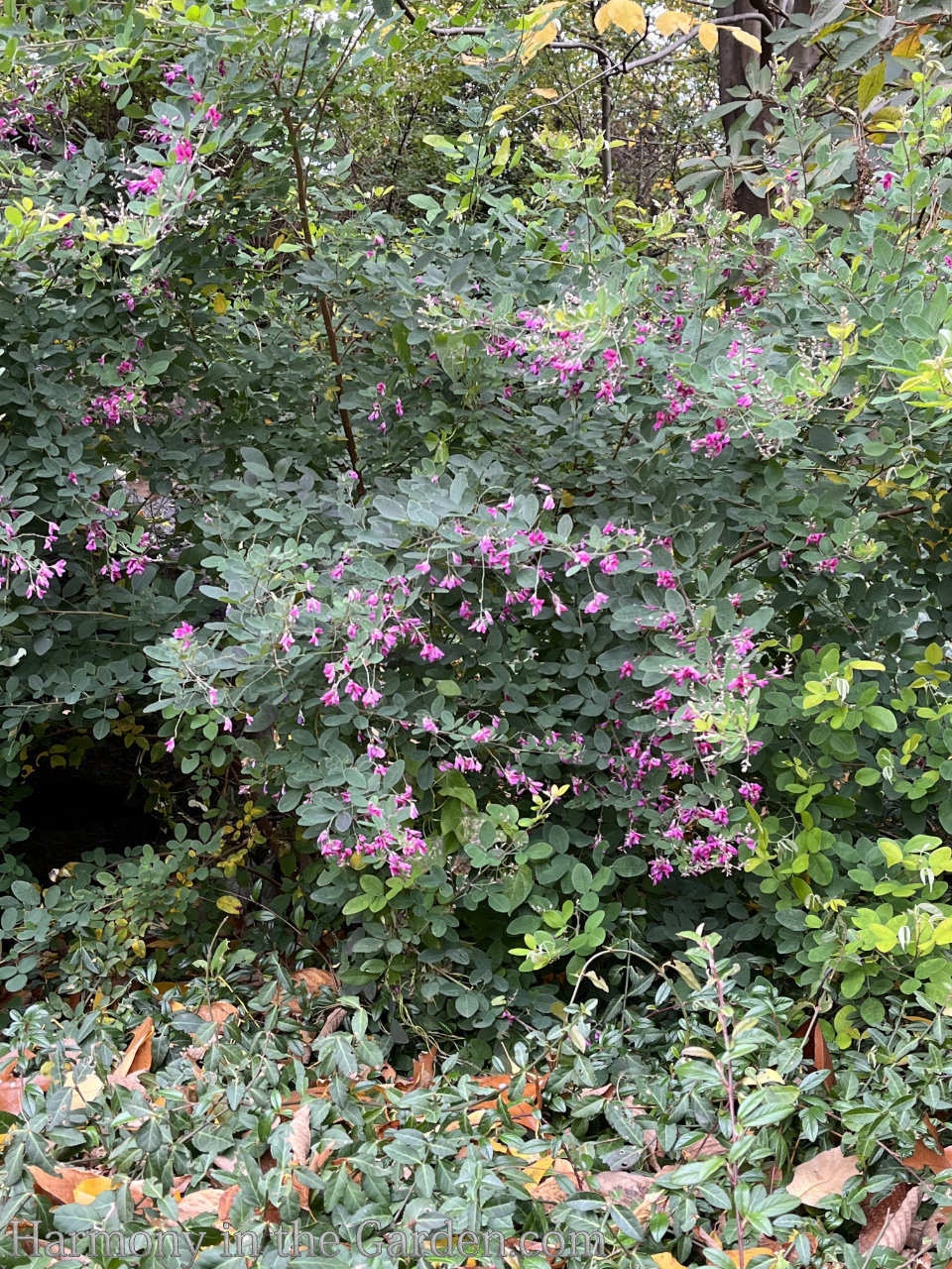 pink color fall garden