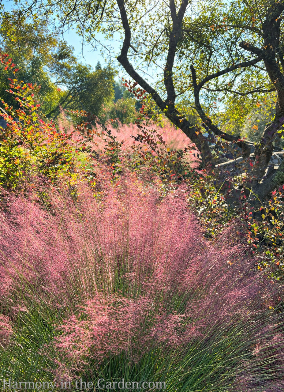 pink color in fall garden