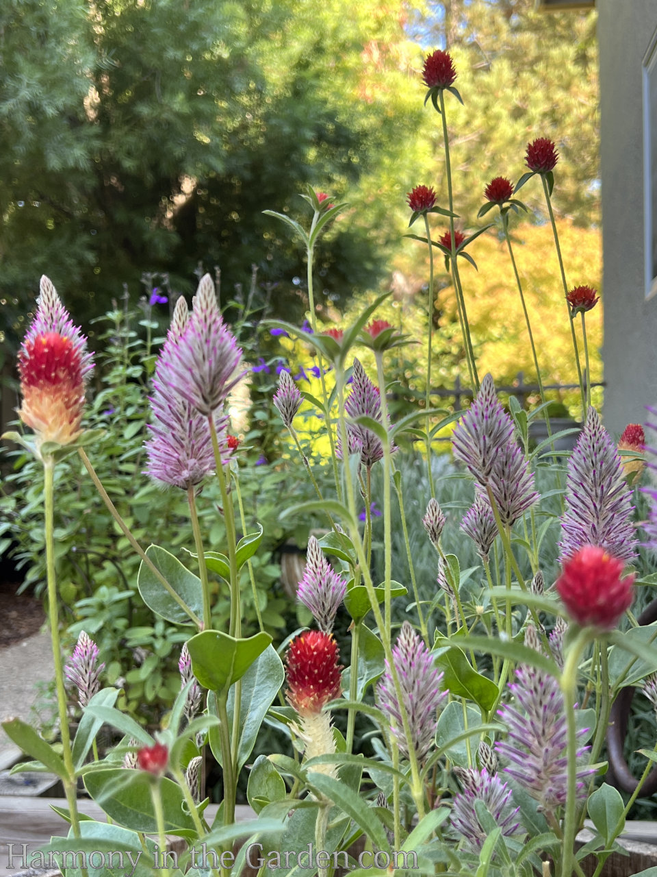 pink color fall garden