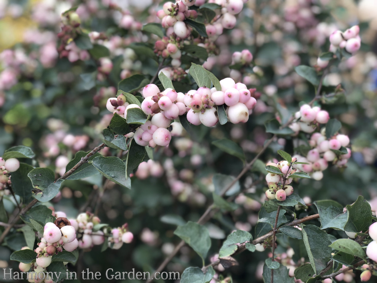 pink color fall garden