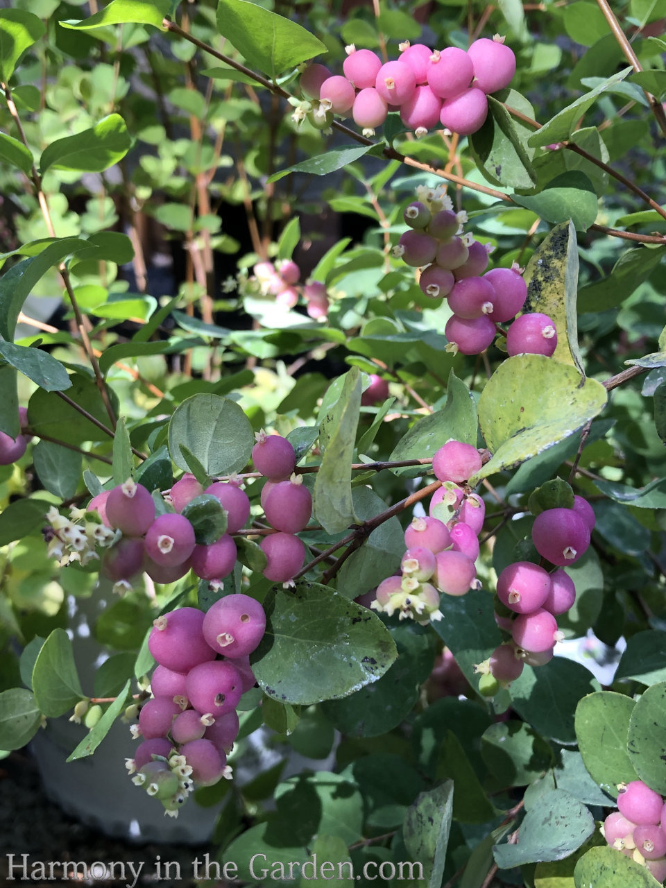 pink color fall garden