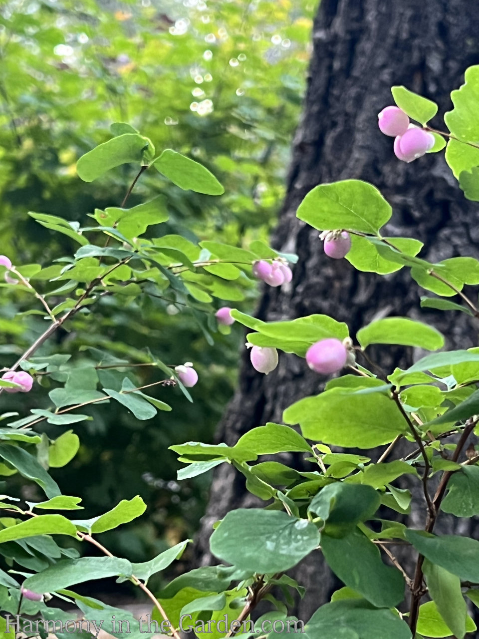 Snowberry - THE GARDEN WEBSITE.COM