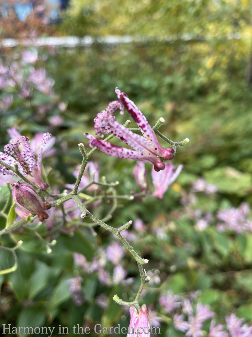 pink color fall garden