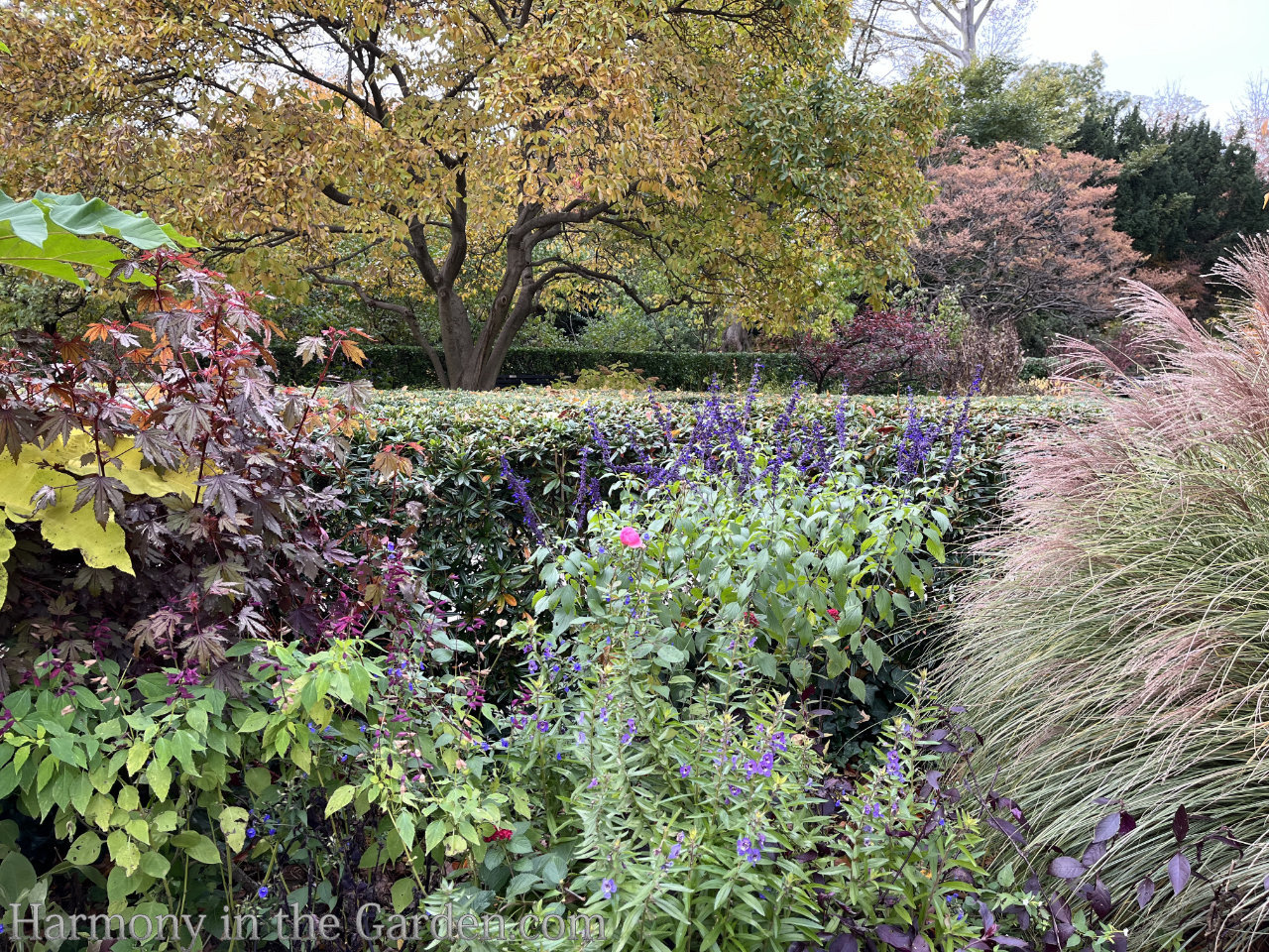 pink color fall garden