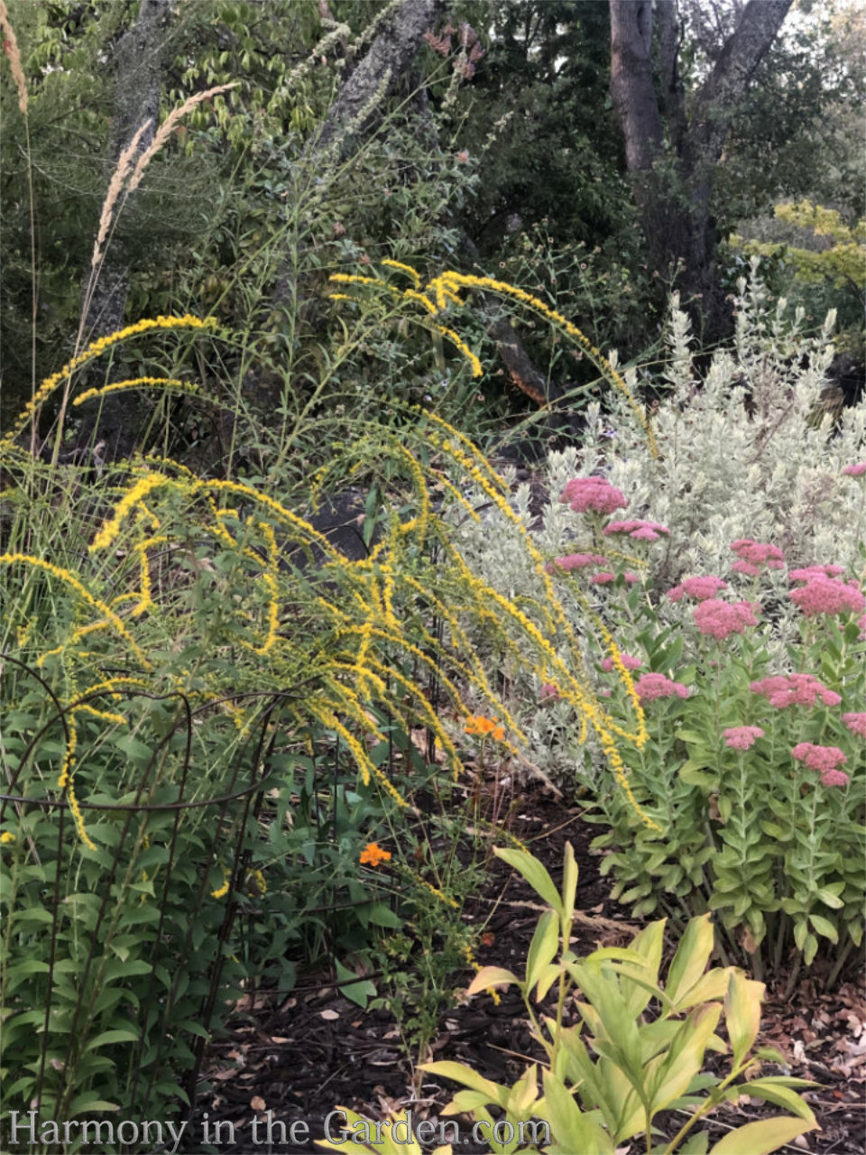 pink fall garden