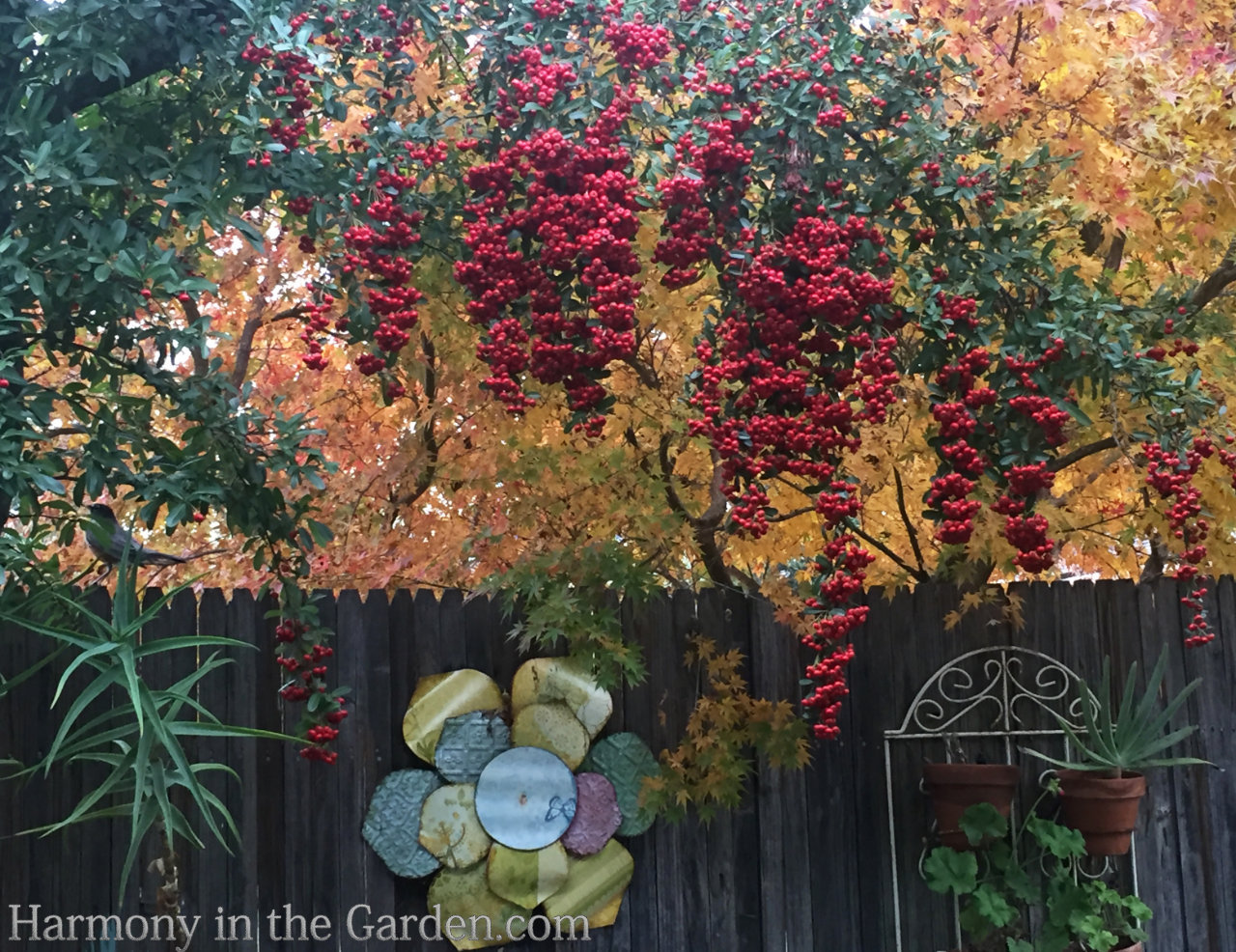 fall berries