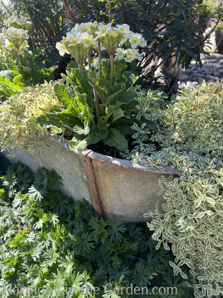 Primroses in the spring garden