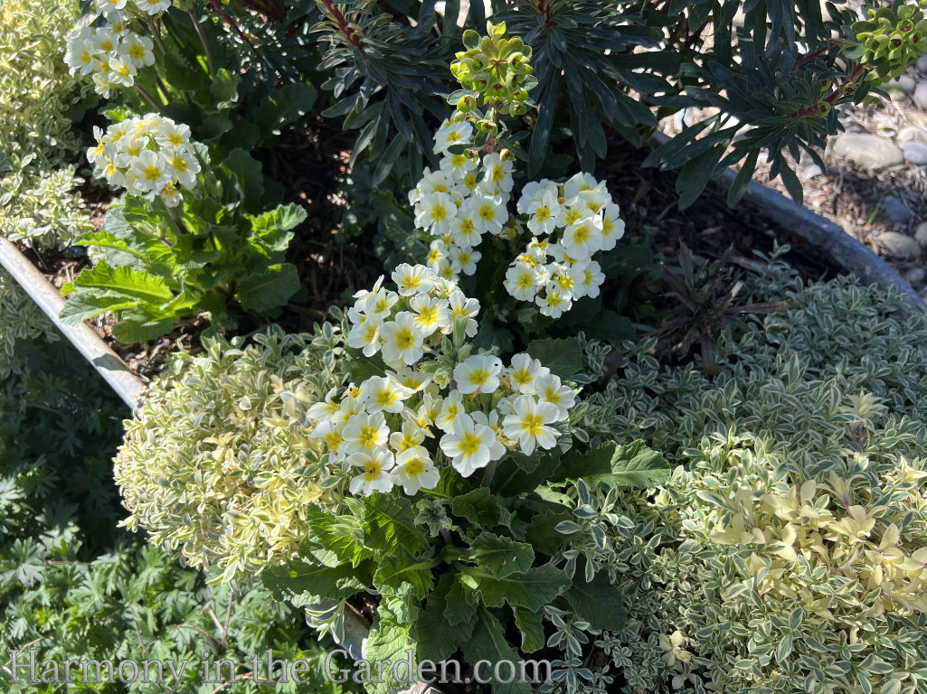 primroses in the garden