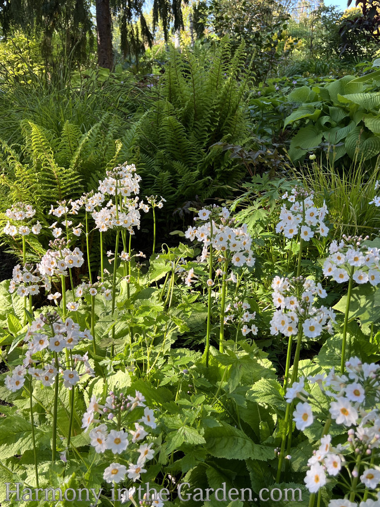 primroses