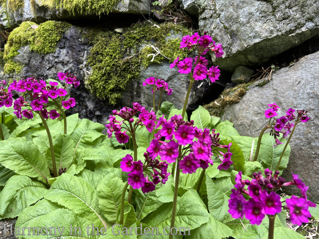 pretty primroses