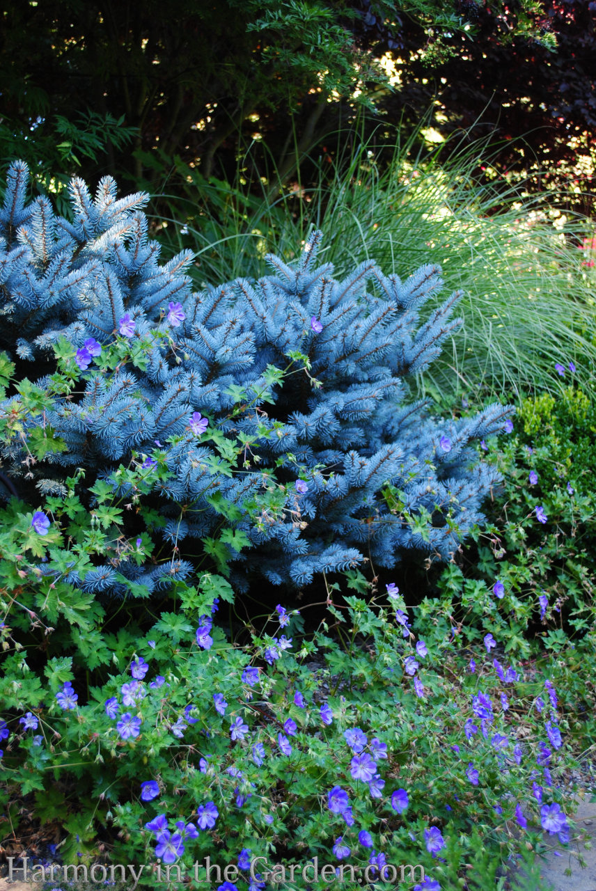 blue in garden